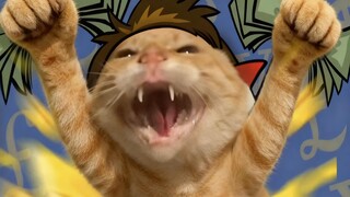 🐱“我哈基米哈基米，我都不知道怎么去哈”🐱