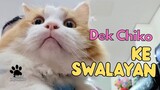 Dek Chiko Ke Swalayan. funny, funny videos, try not to laugh, pets, cats funny animals, hachiko