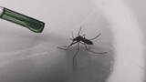 Cara melatih nyamuk untuk minum Fengyoujing 【Bab 2】