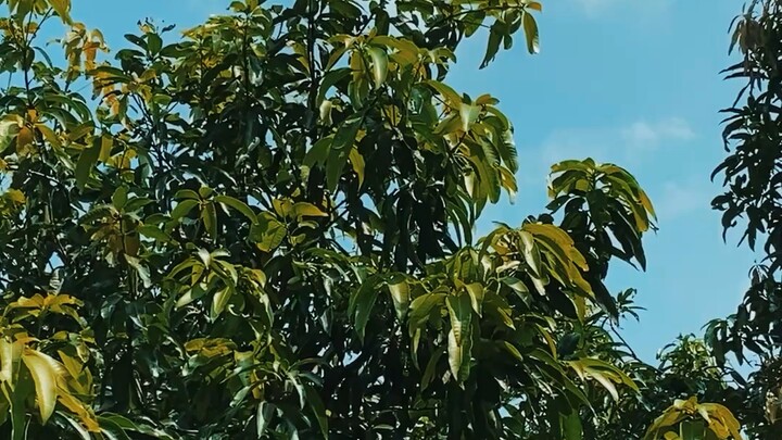 নীল আকাশের । ভিডিও-০৫