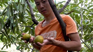 华农兄弟：隔壁老王家的柿子快熟了，摘点来尝一下，顺便再去摘点拿藤果