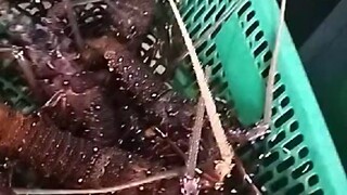 Padala tayo ng lobster kay nanay sa manila🥳
