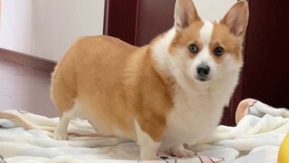 主人突然消失，把狗子都看懵了