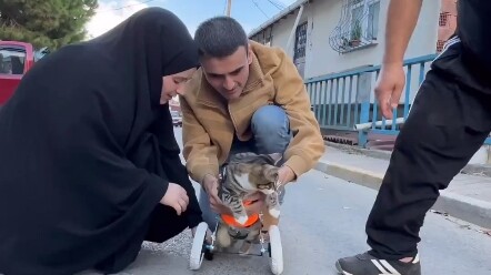 มาสเตอร์รักแมว