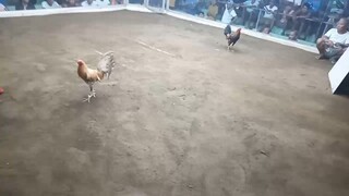 2cock Derby May 24 Update sa Score ng Exam Natin  1 wins 1Lose
