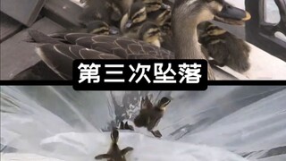 They fell from the 22nd floor and landed safely in the lovingly woven net created by humans.