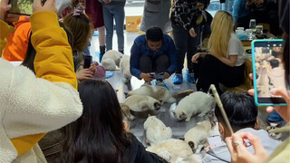 Anjing: Kafe kucing, lucu sekali, kamu bahkan tidak bisa masuk.