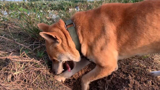 [Hewan]Anjing Tertarik Oleh Aroma Tikus di Dalam Lubang, Akhirnya...