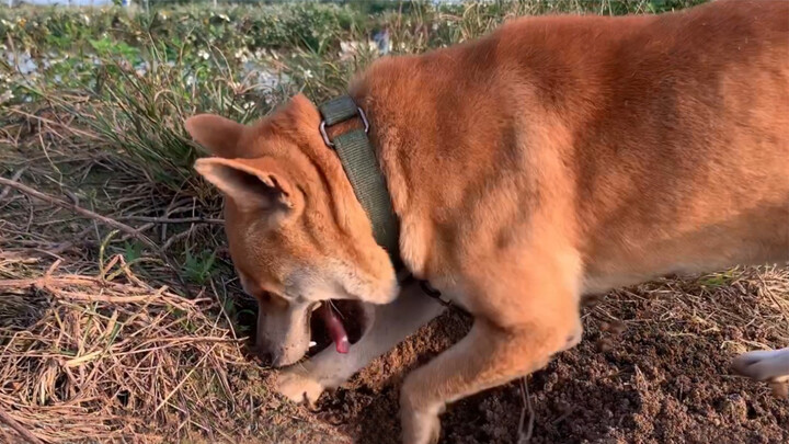 [Hewan]Anjing Tertarik Oleh Aroma Tikus di Dalam Lubang, Akhirnya...