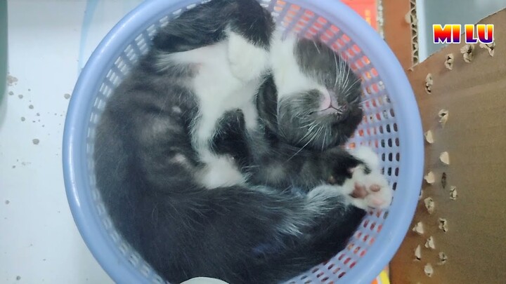Mèo Miu Ngủ Cực Bá Đạo Siêu Đáng Yêu - Funniest And Cute Pet | MI LU