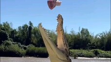 18++ Crocodile