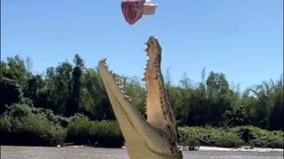 18++ Crocodile