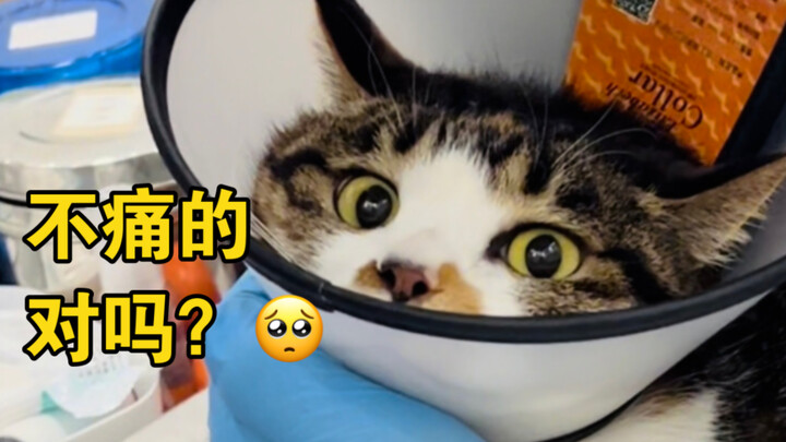 Kucing menjalani pemeriksaan kesehatan sambil menggemaskan dan memelas minta ampun berharap bisa lol