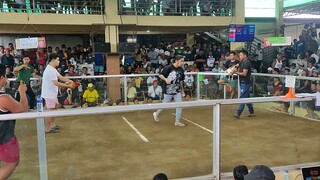 MAJAYJAY LAGUNA VS LILIW LAGUNA 🐓
