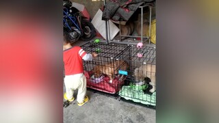 Ăn cơm sữa buổi sáng. yeucho yeuchomeo cún cúncon chó chómèo chócon chó_cưng chókhôn yeuchomeo cưng chócute pet dog dogsoftiktok doggo