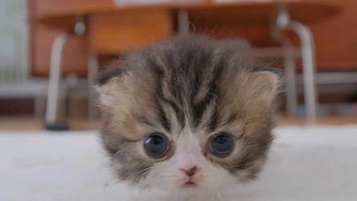 It’s too close—I can smell the kitten!