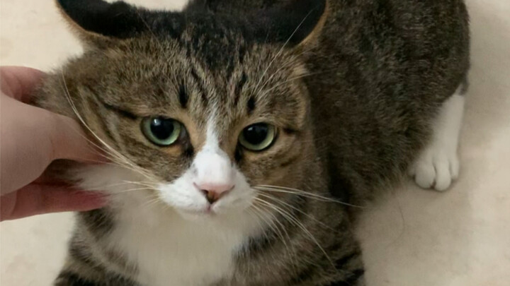 I found a cat, guys! It wants to come home with me!