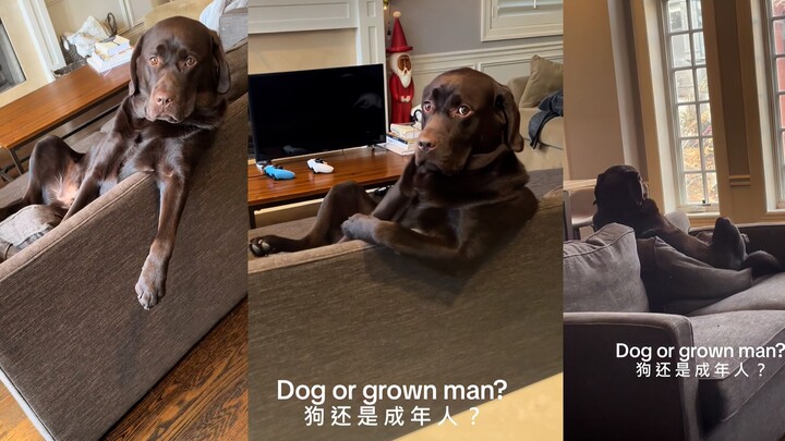 هل هذا كلب أم عجوز؟