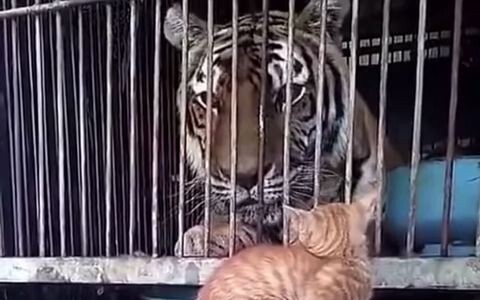 แมวหลอกเสือ