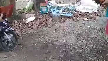 backyard sparing, stag vs cock,💪