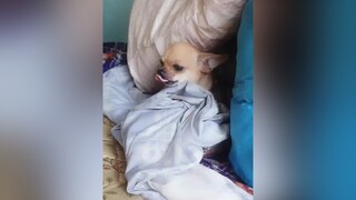 khi thằng sen nói mệt quá ....🤣🤣🤣pet pets chó chócute chó_cưng chócon thucung