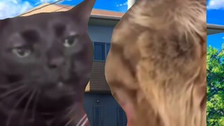 【Cat meme】About the story of my cousin who stole nearly 10,000 yuan from my family and was sent to S