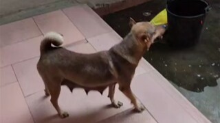 Dia datang menemui saya pagi-pagi sekali, ternyata dia melahirkan anak anjing tadi malam dan mengaja