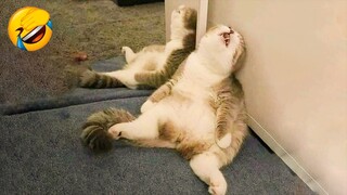 Funniest Cat Videos That Will Make You Laugh #73 - Funny Pet Videos