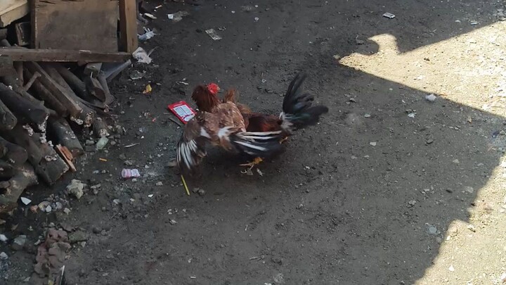 Oct 26 Pula vs Binabae