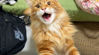 قط مين كون بالتأكيد كان كلبًا في حياته السابقة! هل أُعيد تجسده عن طريق الخطأ؟