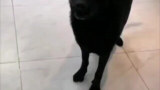 狗：有了媳妇就忘了兄弟？
