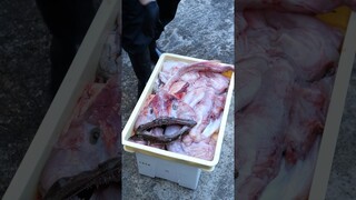 Anglerfish from Ibaraki prefecture 🐟