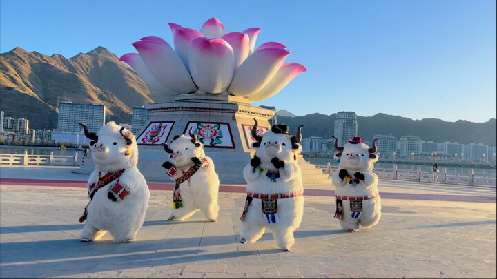 Đồng lòng như trâu, sức mạnh cắt sắt! Vũ điệu trâu đồng lòng đã đến rồi!