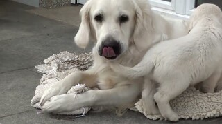 do you want more dogs in your house? | Dog lifestyle
