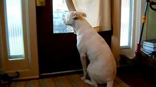 How Adorable Dogs Wait For Your Return No One Does It 😍