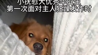 Comfort Dog: This Is My Responsibility