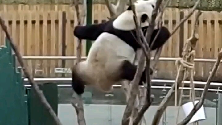 พิสูจน์ฝีมือจนตัวเองกลายเป็นสัตว์คุ้มครองระดับชาติขั้นหนึ่ง