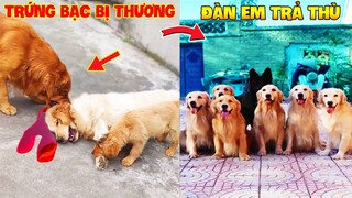 Thú Cưng Vlog | Trứng Bạc Và Trứng Vàng #12 | Chó gâu đần thông minh vui nhộn | Funny pets smart dog