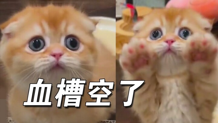 Adegan kucing kecil berebut perhatian, sifat posesif yang memang menyebalkan!