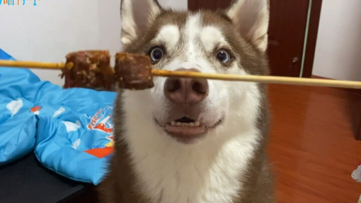 Husky: Kamu ini kan cuma ngerjain anjing yang baik hati, ya?