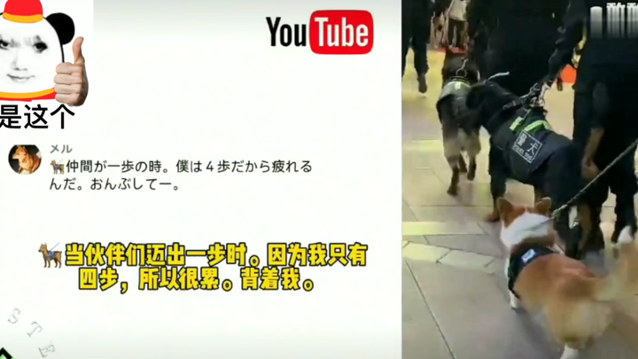 Anjing polisi jenis corgi pertama di Tiongkok, Fu Zai, resmi bertugas dan viral hingga ke mancanegar