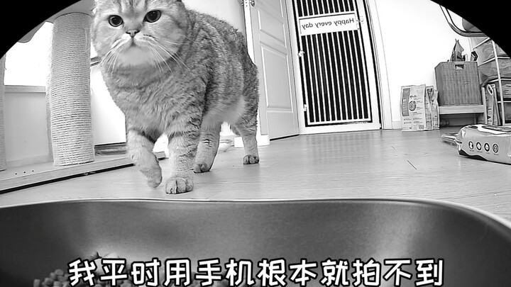 It turns out cats have a super cute hidden feature!