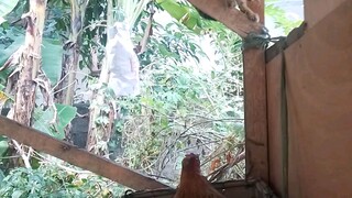 manok vs pusa