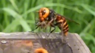 Guess which ones rushed out first—old worker bees or new worker bees?