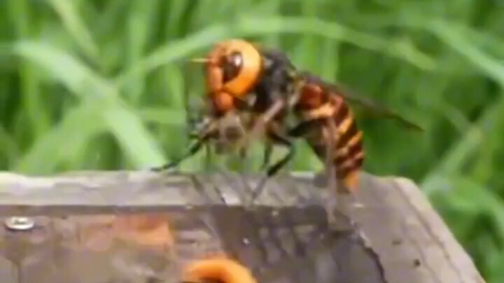 Coba tebak, apakah yang pertama kali bergegas keluar adalah lebah pekerja lama atau lebah pekerja ba