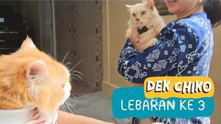 Dek Chiko Lebaran Ke 3. funny video, cat, cats, animal, animals, trending kucing viral, pet pets dog