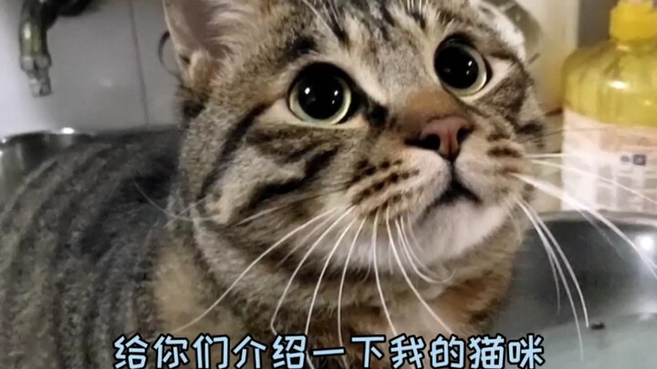 دعوني أعرّفكم على قطتي، بطلة القفز العالي من الدرجة الأولى على مستوى الدولة!