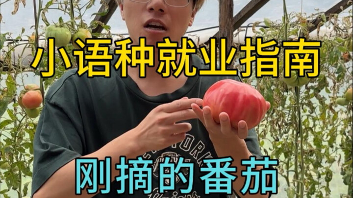 “Employment Guide for Lesser-Known Languages”: Northeast China’s Top Gold-Medal Salesperson!