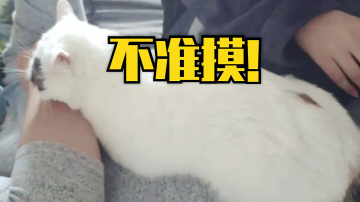 The bunny mistook my hand on its butt for something else, so it started hitting and biting me—yet, a