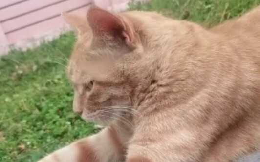 Thực ra tôi đã bị một con mèo tấn công. Cat: Tốt nhất là bạn nên ổn thôi